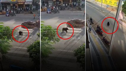 Karimnagar లో ఎలుగు బంటి హల్ చల్.. భయాందోళనలో స్థానికులు..| Telugu OneIndia