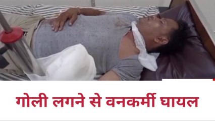 बिजनौर: गुलदार को पकड़ने गए वनकर्मी को खुद ही लगी गोली, मच गया हड़कंप