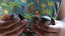 Antalya'da kerkenez ile iki baykuş tedavilerinin ardından doğaya bırakıldı