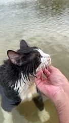 Cat Goes For a Swim