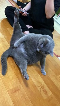 Cat Scratches An Itch