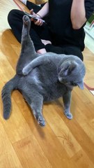 Cat Scratches An Itch