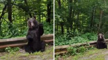 Un oso agradece a unos turistas que le cedan el paso en una carretera en Rumanía