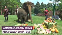 Unik! Perayaan Ulang Tahun Anak Gajah di Taman Satwa Lembah Hijau Lampung