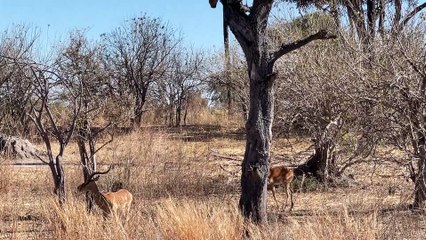 Leopard Takes Down Its Prey