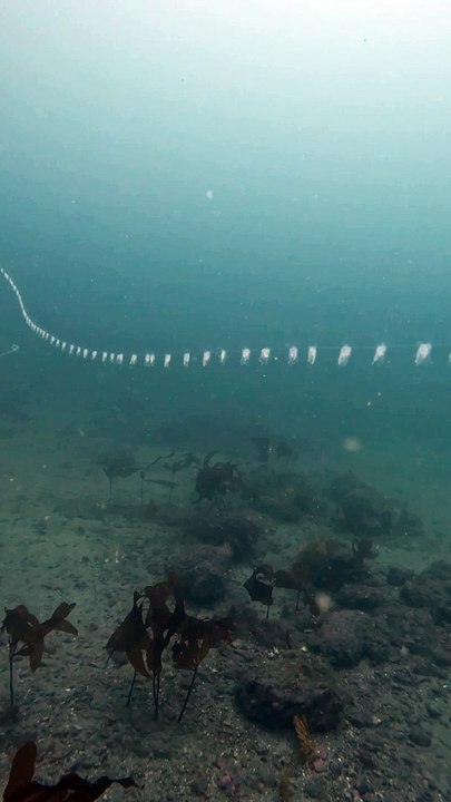 The Strangest Sea Creature