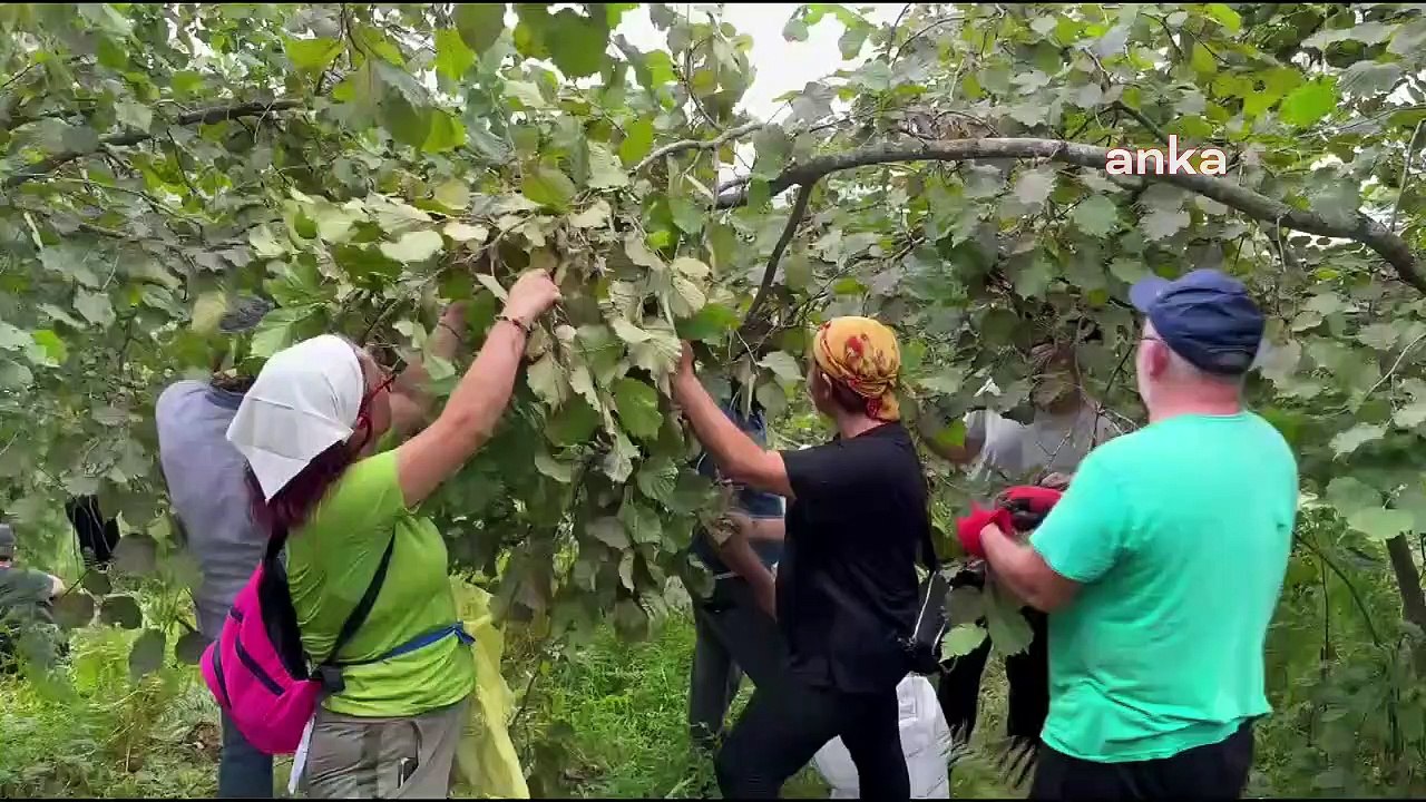 Fındıklı Belediyesi'nden Geliri Öğrencilere Burs Verilmesi Üzerine "Fındık Mecisi"... Başkan Çervatoğlu: "Bütün Kötülüklere Karşı İyilik Bulaşıcıdır"