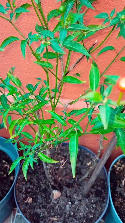 Planta de chile chiltepin arbol en maceta de el jardin en el patio ...