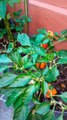 Arbol de chile habanero planta aji guindilla pepper en maceta jardin en el patio huerto organico