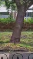 Storm Poly Winds Uproot Tree
