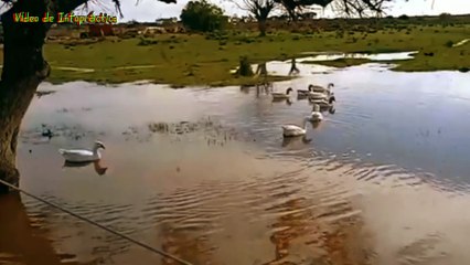 Gansos en una lagunita en Paso de Los Toros, Tacuarembó, Uruguay (08/07/2023)