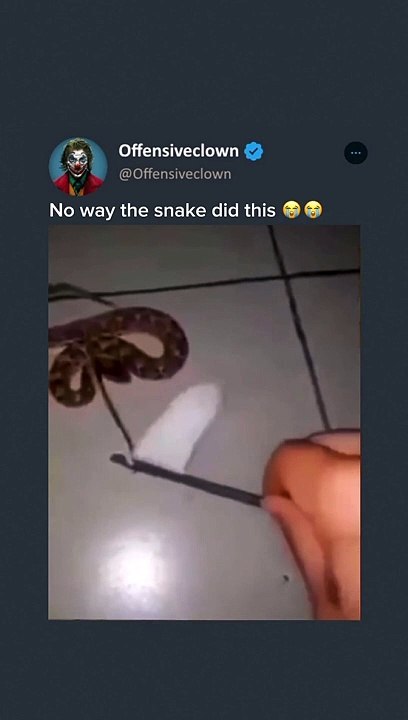 snake  can understand (funny video ever)