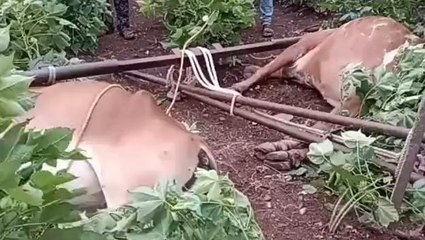 खरगोन: विद्युत विभाग की लापरवाही से बैलों को लगा करंट, मौके पर दर्दनाक हुई