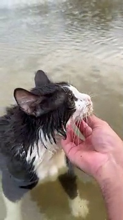 Cat Goes For a Swim
