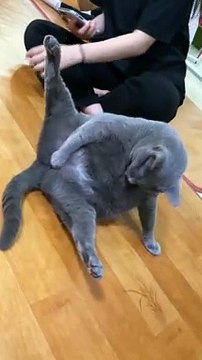 Cat Scratches An Itch