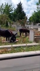 İstanbul'da tepki çeken görüntü! Mezarlık başıboş eşeklere kaldı