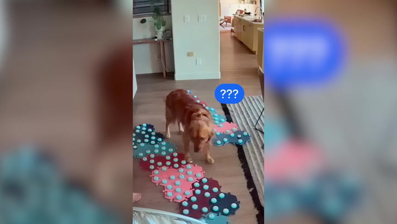 Clever dog uses sound buttons to alert owner she was sick hours before symptoms began