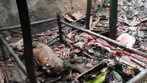 मकान में आग से बकरी जिंदा जली, घरेलू सामान भी जलकर राख