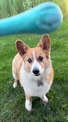 Blind Corgi Plays Fetch
