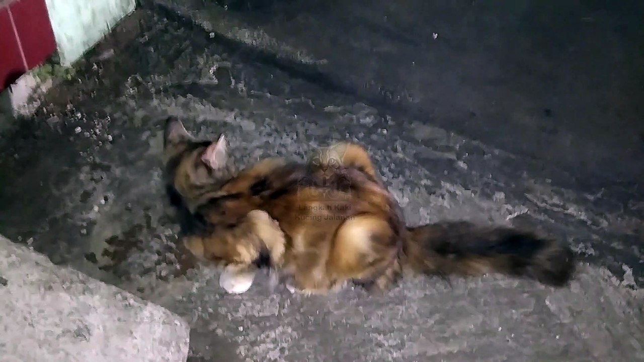 Meeting a Cute Cat with Unique Fur - A Sweet Encounter Amidst the Urban Bustle