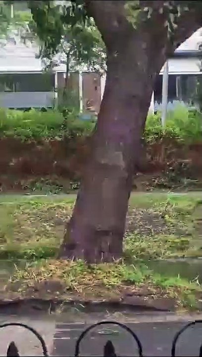 Storm Poly Winds Uproot Tree