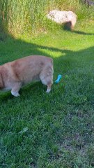Blind Corgi Plays Fetch