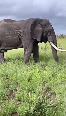 Majestic African Bush Elephant Grazes Peacefully