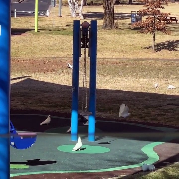 Les perroquets adorent jouer sur une grande bascule