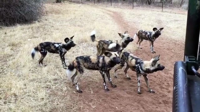 Painted Pack Of African Wild Dogs