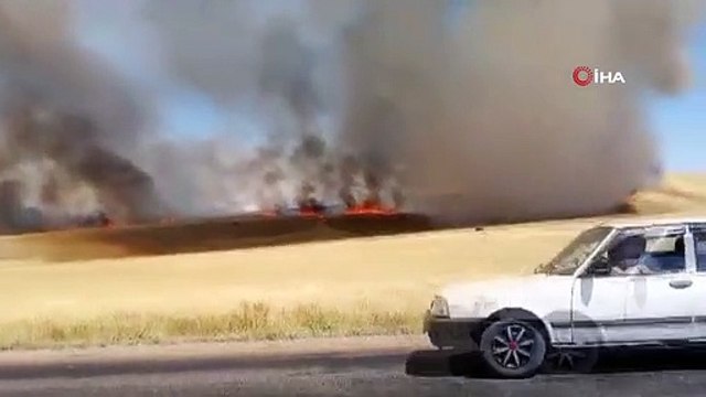 Tonlarca ekili buğday tarlasında yangın