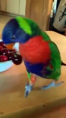 Parrot Eating Cherry