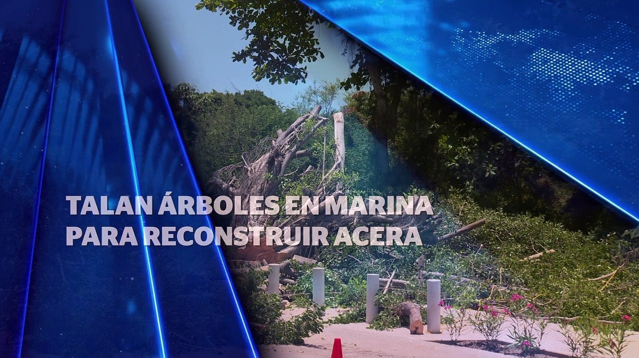 Talan árboles en Marina para reconstruir acera