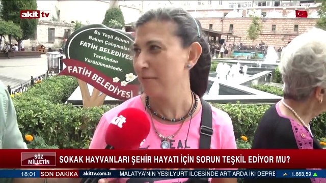 Sokak hayvanları şehir hayatı için sorun teşkil ediyor mu?