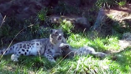 Interesting Animal Moments Caught On Camera