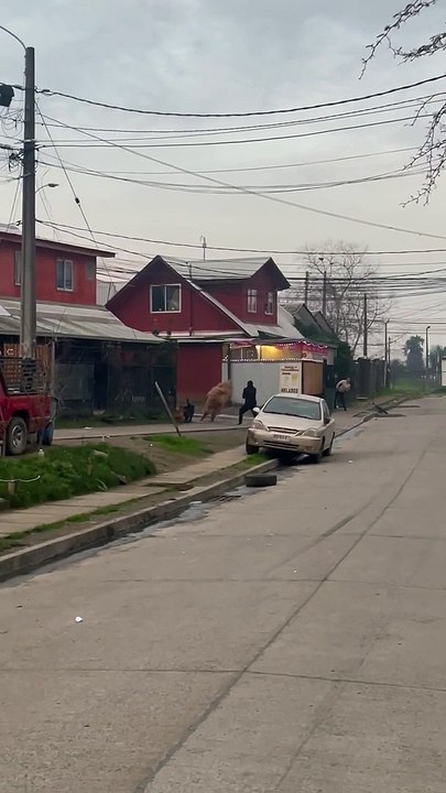 Llama On The Loose