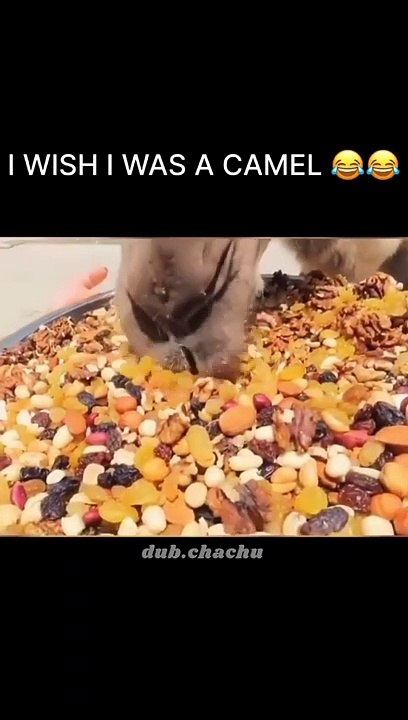 Funny videos 
