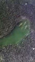 Sharks swim through a massive school of fish near Bridgehampton