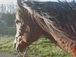 Gitane balade à pied