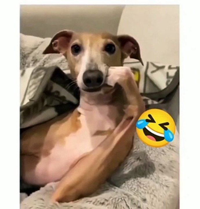 Best funny dog compilation  dog funny videos - afv funniest videos animals #shorts #dog #dogs #viraldogs