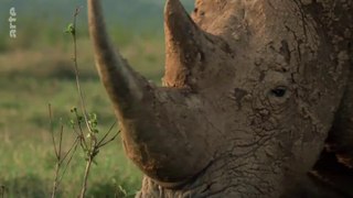 Le rhinocéros blanc - Une aventure familiale au coeur de l’Afrique