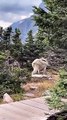 NEVER SEEN!!! Huge muscular mountain goat seen in forest