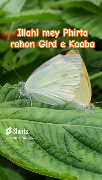 #Beautiful Hamd#Beautiful Nature#Beautiful World#Shorts#Shorts with Lyrics#Youtube# (3)