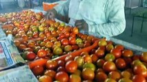 Tomato prices fell, from Rs 250 to Rs 50-60 per kg