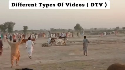 Sindh Bull Race 2022_-_Daandan ji goi