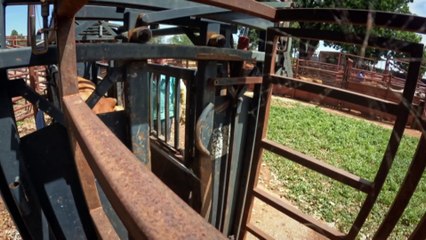 Pioneering strategies for cattle production in Northern Australia is underway