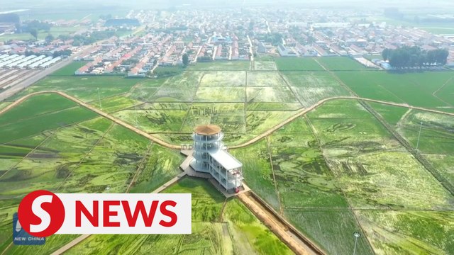 Art of cultivation: Splendid paddy field paintings in North China