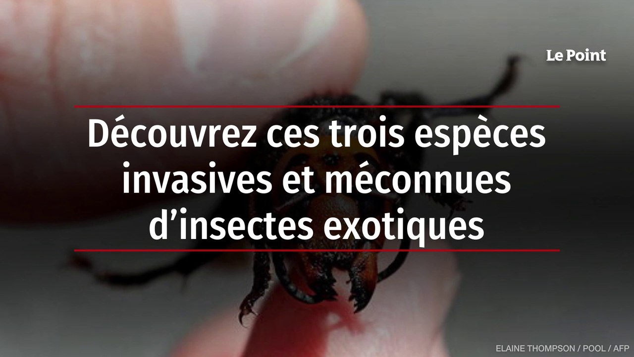 Découvrez ces trois espèces invasives et méconnues d’insectes exotiques