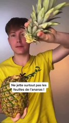 Les feuilles de l’ananas sont précieuses 