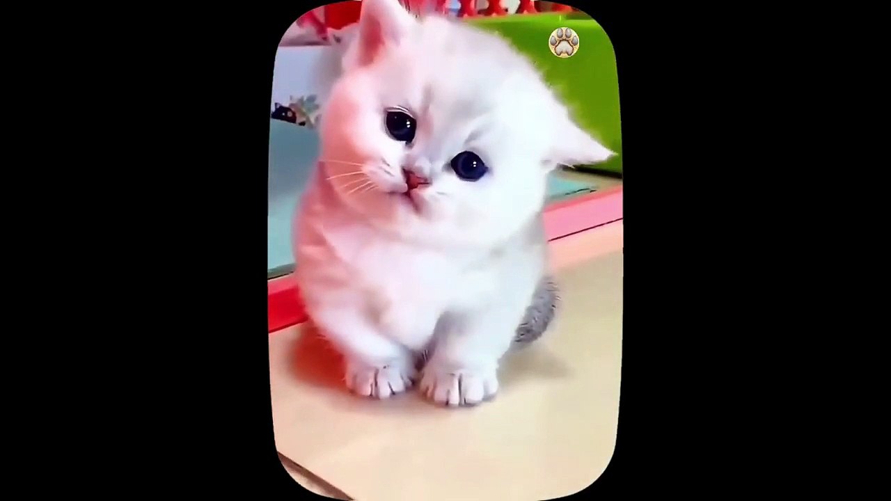 Cute little cat  animals 2023 video catvideos _ Part 10 (1)
