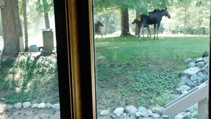 Feisty Moose Calf Confronts Sprinkler